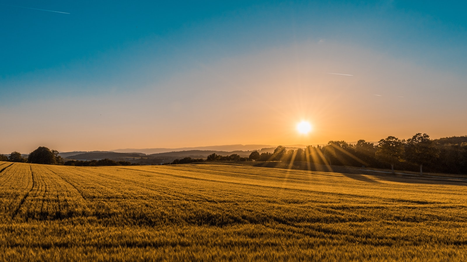 Mustard fields at sunrise, eastern Rajasthan